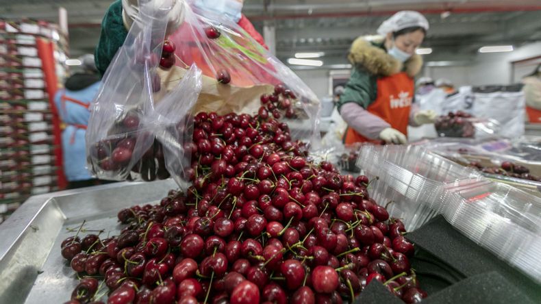 China, el gran importador de cerezas a nivel global.
