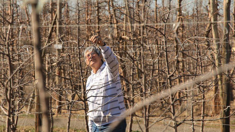 Los controles previos a la venta de frutas son claves para la actividad.