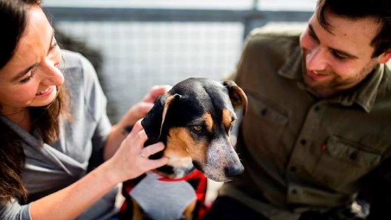 No hay una normativa jurídica que contemple a las mascotas