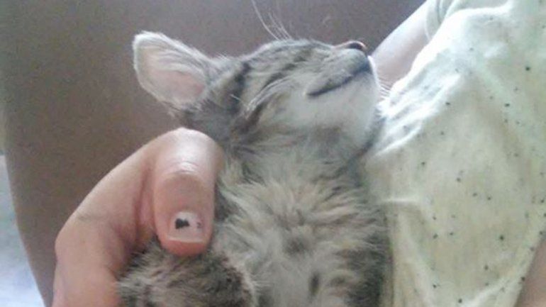 Totoro fue encontrado abandonado en la calle con los intestinos afuera.