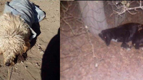 Denuncian masivo envenenamiento de animales en El Cuy