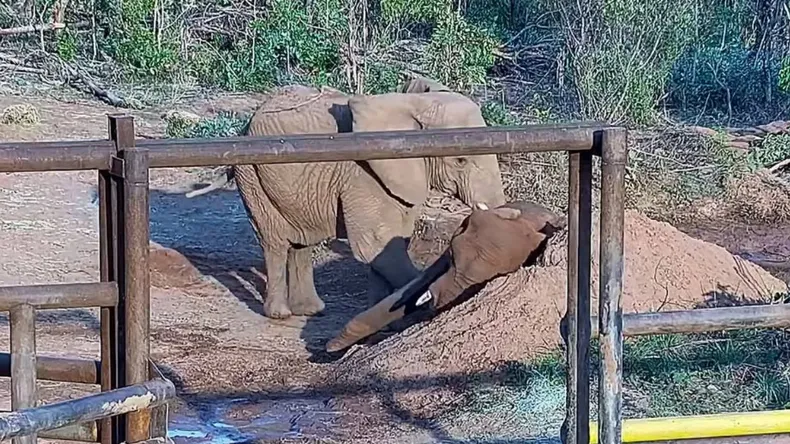 Luego de abrir el acceso contiguo, Kenya se acercó a Pupy y se recostó junto al cuerpo de su compañera durante toda la noche.