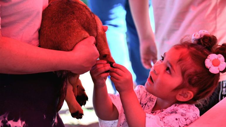 Feria de adopciones en la región: todos los animales encontraron hogar en tiempo récord