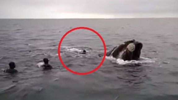 Grave denuncia contra buzos por intentar montar una ballena franca