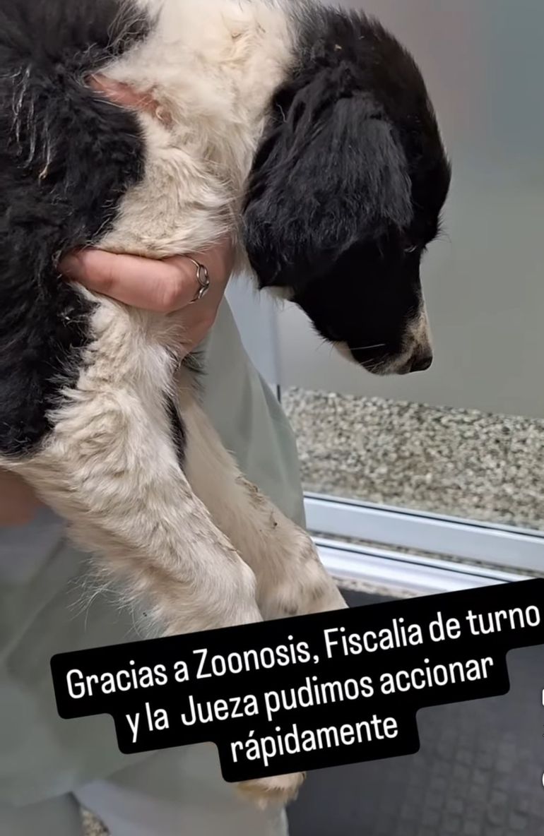 La segunda perra, una Border Collie de cuatro meses llamada “Angelita voladora” padece un cuadro de moquillo que la dejó con un tic nervioso.