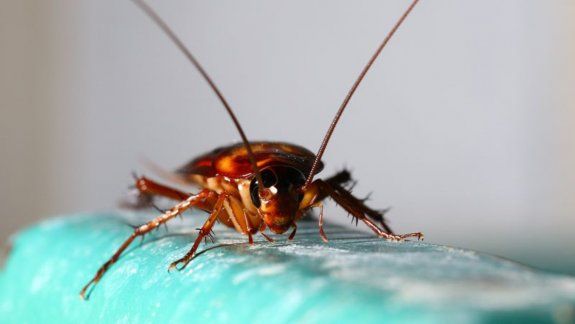 Las cucarachas hembras pueden poner hasta 250 huevos y en cuestión de días son capaces de generar una infestación.