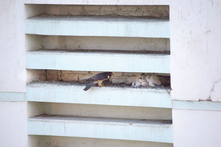 Nacieron halcones peregrinos en pleno centro cipoleño