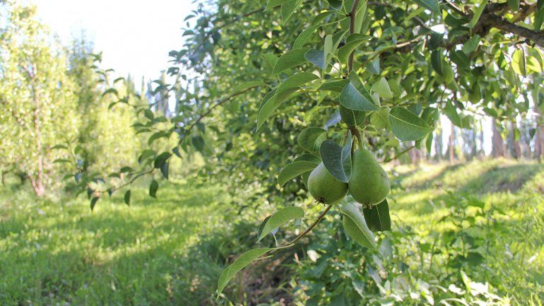 Cuenta regresiva para la cosecha de fruta en el Alto Valle