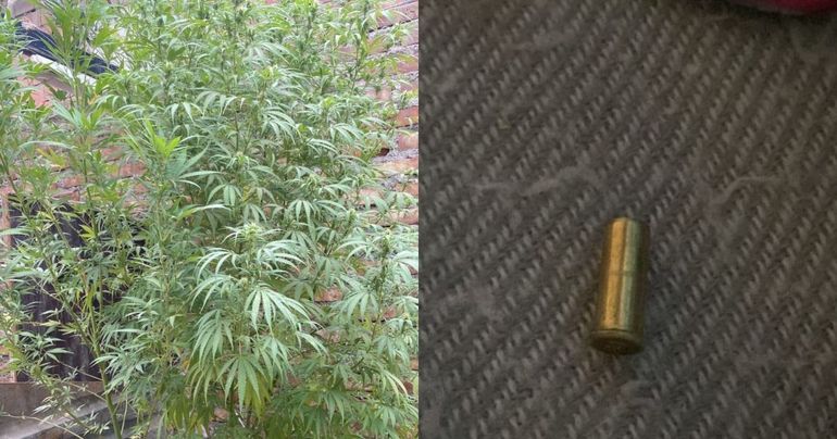 Durante el procedimiento, se descubrieron tres plantas de marihuana y un cartucho calibre 22. 