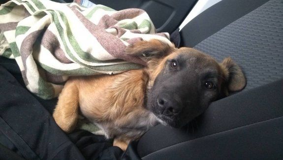 Encontró un cachorro atropellado