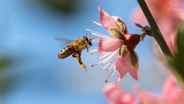 Alarma por estudio que revela que están desapareciendo las abejas