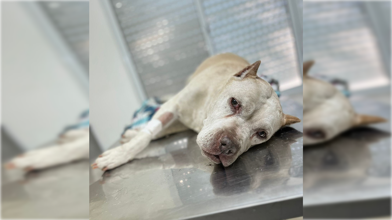 La perra Maitena presentaba un shock postoperatorio evidente