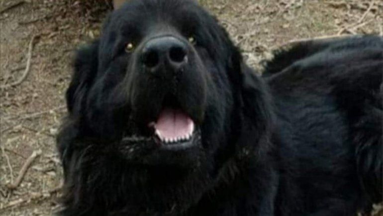Va a juicio por matar a patadas a un perro en pleno centro de Roca
