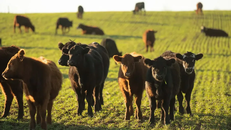 Los campos de la mayor parte del país tienen buenas reservas de forrajes.