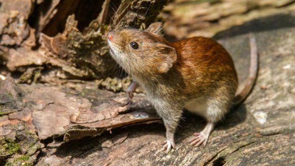 Hantavirus: recomendaciones a tener en cuenta para evitarlo en la cordillera
