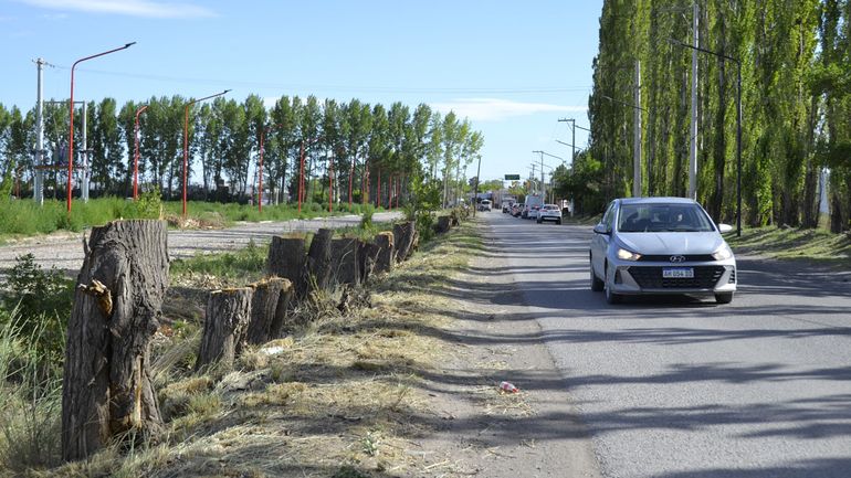 Tras la deforestación de más de 20 álamos sobre calle Julio Salto
