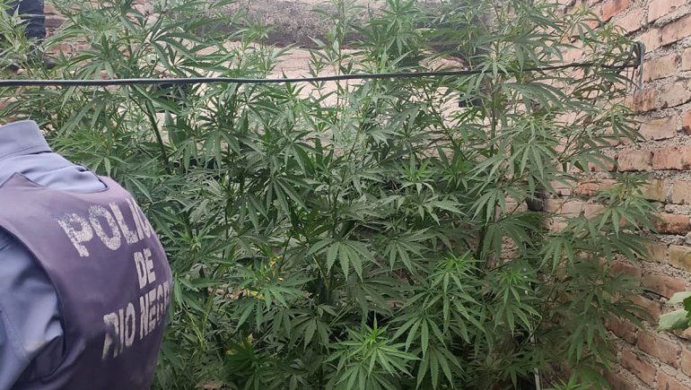 Las plantas medían casi tres metros de altura.