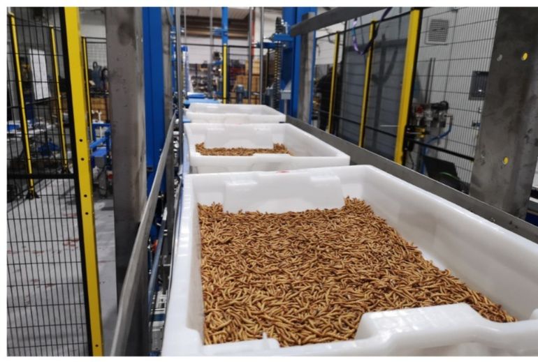 EN 2025 estará en marcha la fábrica de insectos más grande del mundo.
