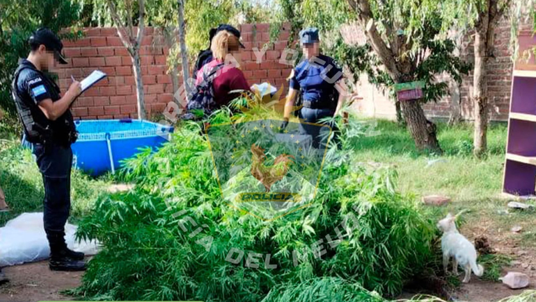 Un bosque de marihuana, tres allanamientos y cuatro demorados en Centenario