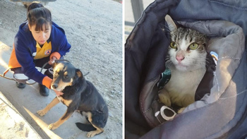 Dos perros y un gato fueron rescatados tras un allanamiento sobre avenida La Plata en Cipolletti. Dos perros y un gato fueron rescatados tras un allanamiento sobre avenida La Plata en Cipolletti.