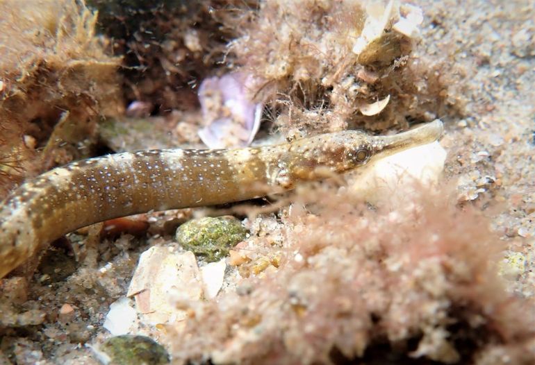 Temen que el caballito de mar esté en el menú del cangrejo invasor