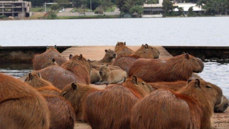 El Gobierno busca reubicar a los carpinchos de Nordelta.