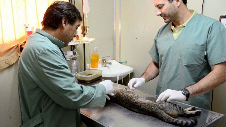 Veterinarios del Alto Valle se reúnen este sábado en Cipolletti.