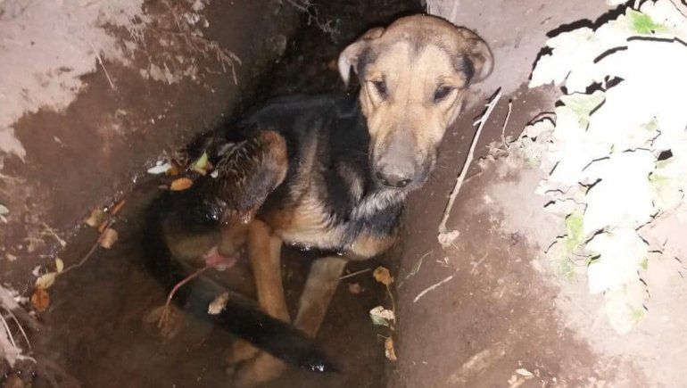 Se unieron para rescatar a un perro herido, pero el final fue el más triste