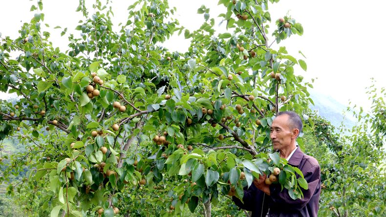 Polémica por las peras de China en Argentina: lo que no se está diciendo