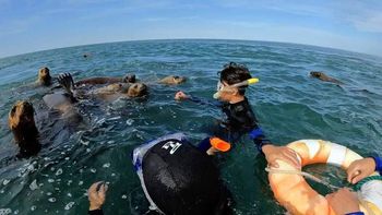 nadando con lobos marinos, nueva propuesta en la costa rionegrina