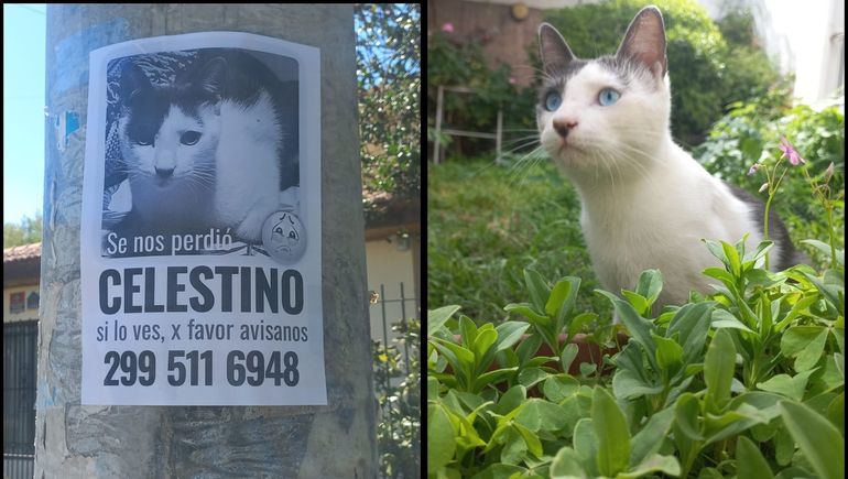 La increíble historia del gato al que busca todo un barrio