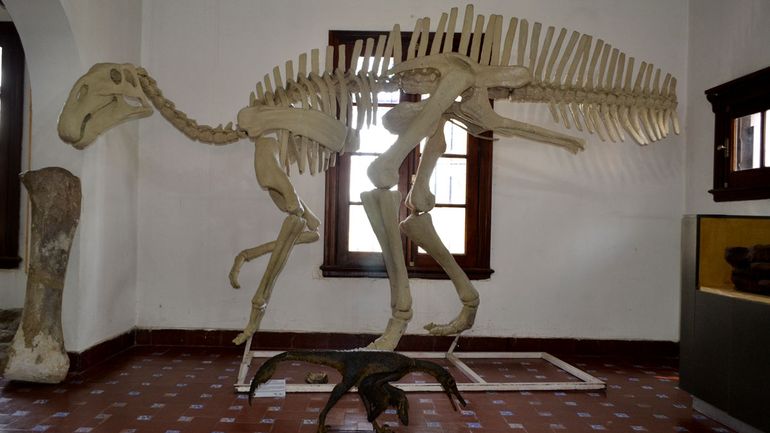 El Museo Ameghino cuenta con varias réplicas de dinosaurios que permiten admirar lo extraordinarios que fueron estos animales que habitaron el planeta hace millones de años.