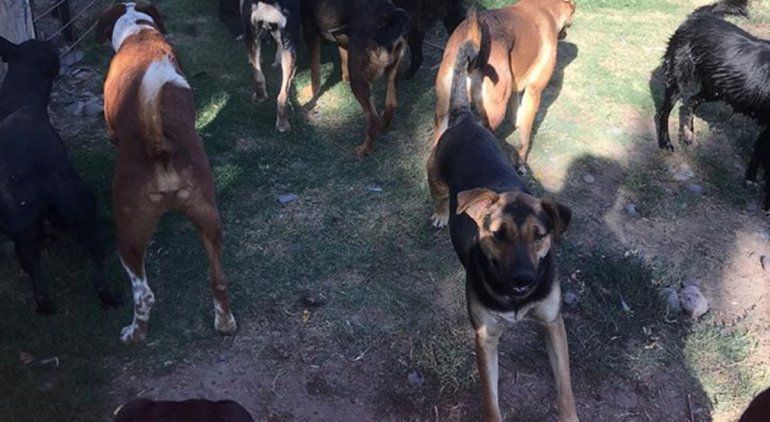 Guardería canina: los perros comen ratas para subsistir