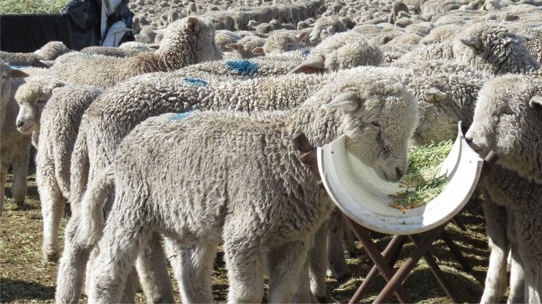 El crecimiento del cordero uruguayo revela decisiones estratégicas que Argentina no tomó en décadas.
