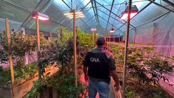 Luego de tres meses de investigación, personal de Gendarmería descubrió un invernadero de marihuana en Bariloche.&nbsp;
