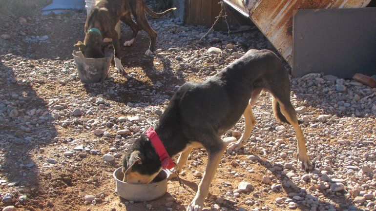 Los perros habían sido abandonados por un cazador de jabalíes.