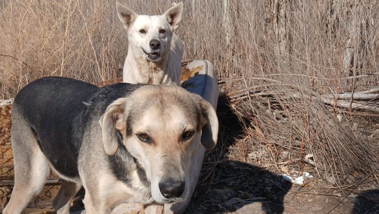 En lo que va de 2025, FUNPABIA rescató más de 120 perros y gatos en situación de abandono en chacras de Cipolletti.