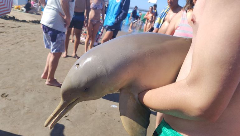 Imperdonable: un delfín murió porque un turista lo sacó del agua