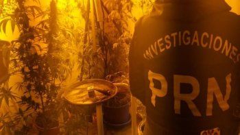 secuestran plantas de marihuana en allanamientos secuestran plantas de marihuana en allanamientos