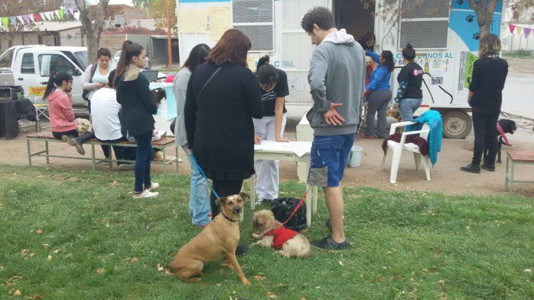 Los perros tienen que ser atendidos y esterilizados en la ciudad.