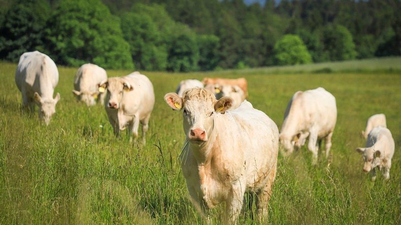 Récord de carne importada: el impacto en el negocio ganadero argentino