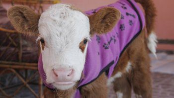 conoce la historia de ricky, el ternero rescatado por una cipolena