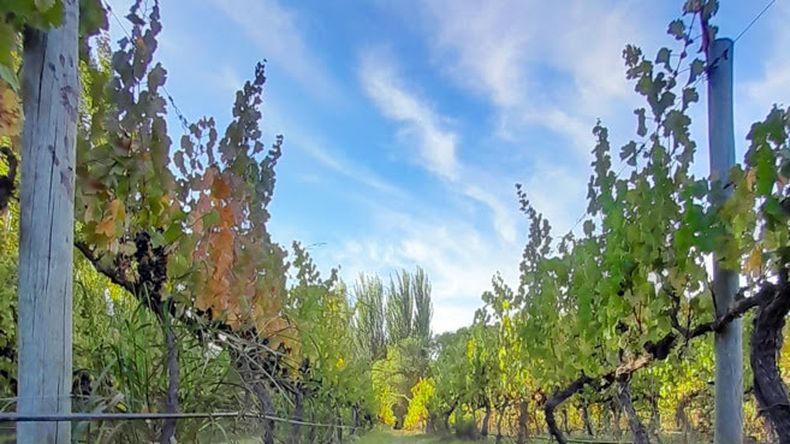 Producen 6.500 botellas de vino anuales aproximadamente. Foto: gentileza