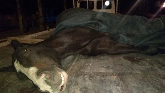Dopó a su yegua para una carrera y la mató