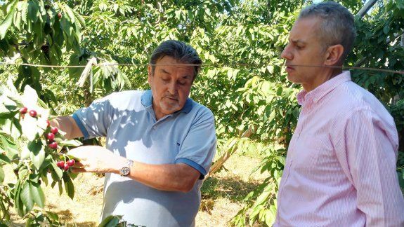 De comercializar sus cerezas a granel a enfriar y empacar su producción