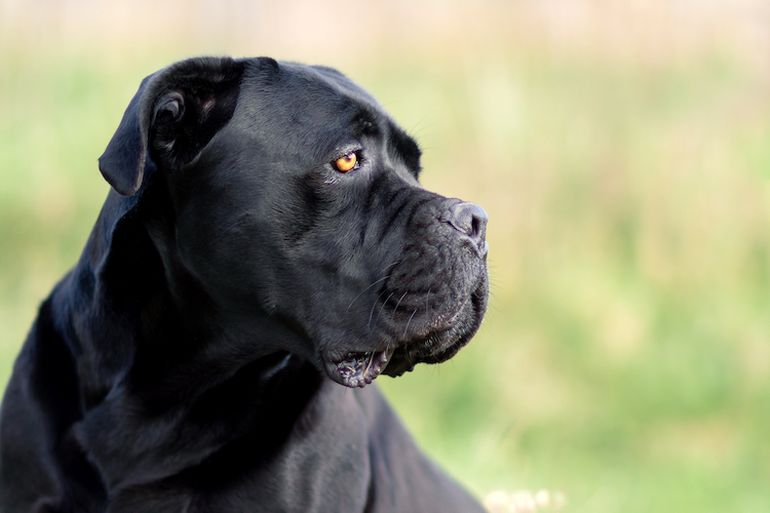 El perro Cane Corso es considerada una raza peligrosa.&nbsp;