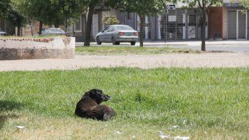 el municipio investiga el envenenamiento de perros