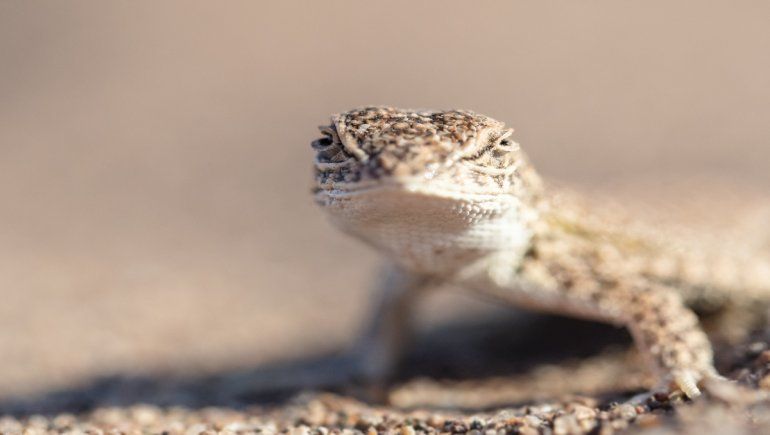 Cipoleña del Conicet advierte sobre el riesgo de extinción de una lagartija en Vaca Muerta