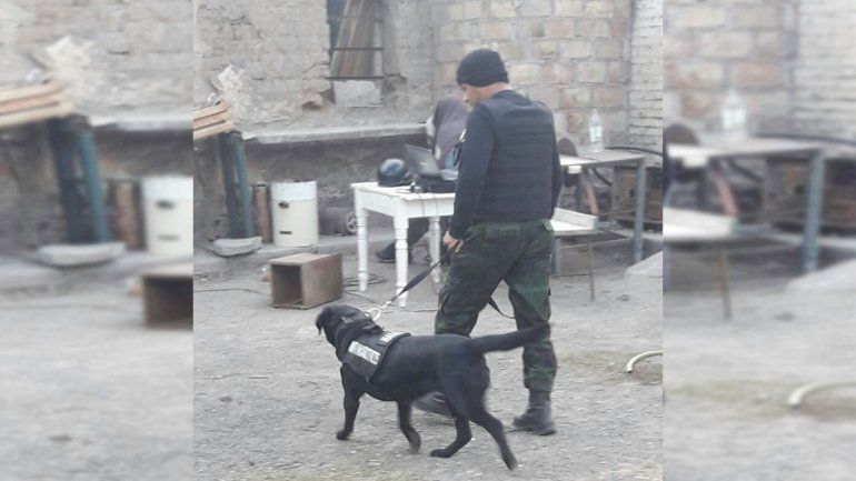 Hallan 10 kilos de marihuana en la chacra de un narco en Allen