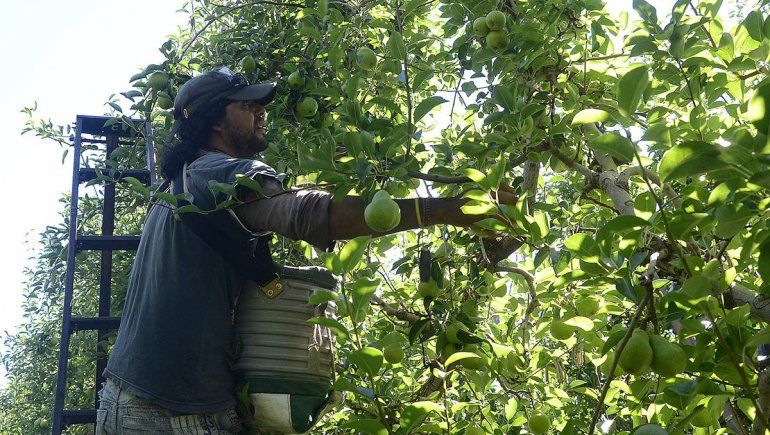 Los golondrinas cumplen a buen ritmo con el raleo